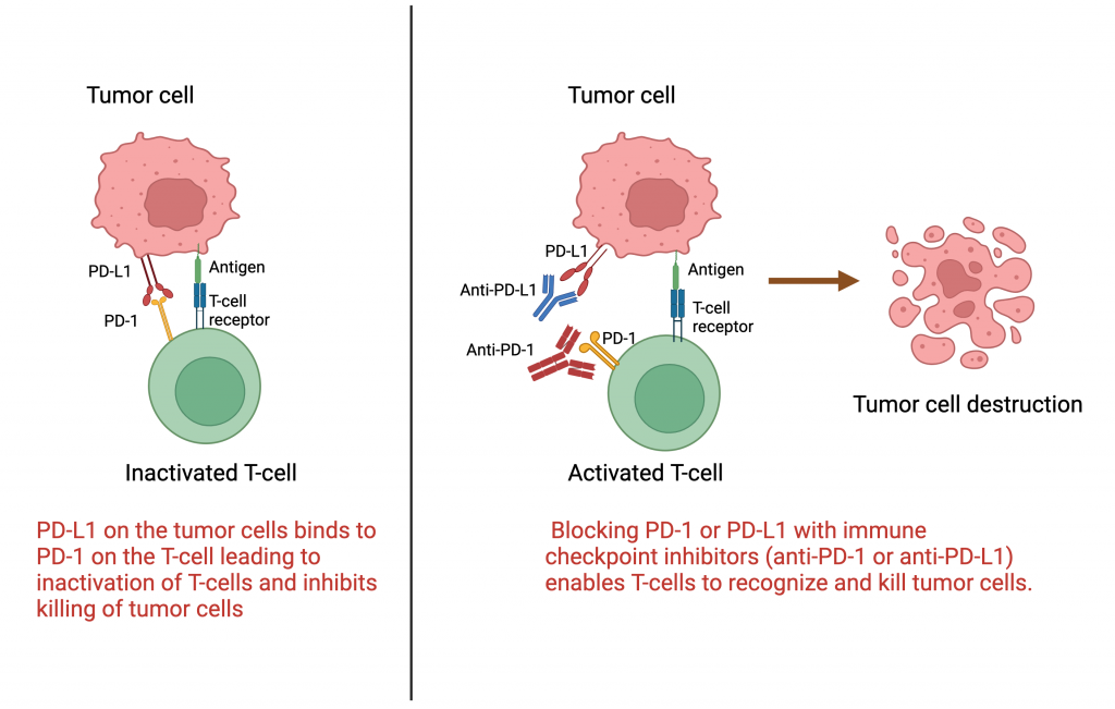 Immune Checkpoint Inhibitors The Cancer News